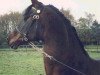 stallion Flora's Hof Peter Pan (Nederlands Welsh Ridepony, 1981, from Downland Folklore)