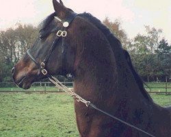 stallion Flora's Hof Peter Pan (Nederlands Welsh Ridepony, 1981, from Downland Folklore)