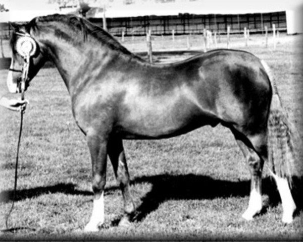 stallion Carolinas Purple Emperor (Welsh-Pony (Section B), 1980, from Solway Master Bronze)