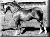 stallion Carolinas Purple Emperor (Welsh-Pony (Section B), 1980, from Solway Master Bronze)