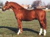 stallion Blethni Puck (Welsh-Pony (Section B), 1984, from Carolinas Purple Emperor)