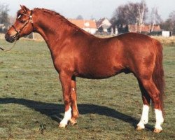 stallion Blethni Puck (Welsh-Pony (Section B), 1984, from Carolinas Purple Emperor)