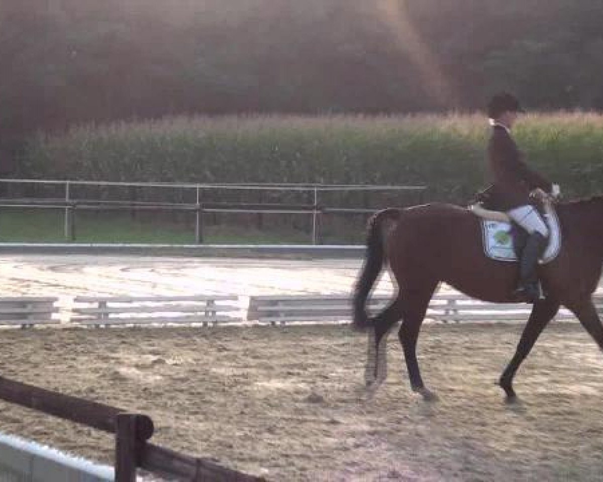 dressage horse Firefox FS (Westphalian, 2005, from Florestan I)