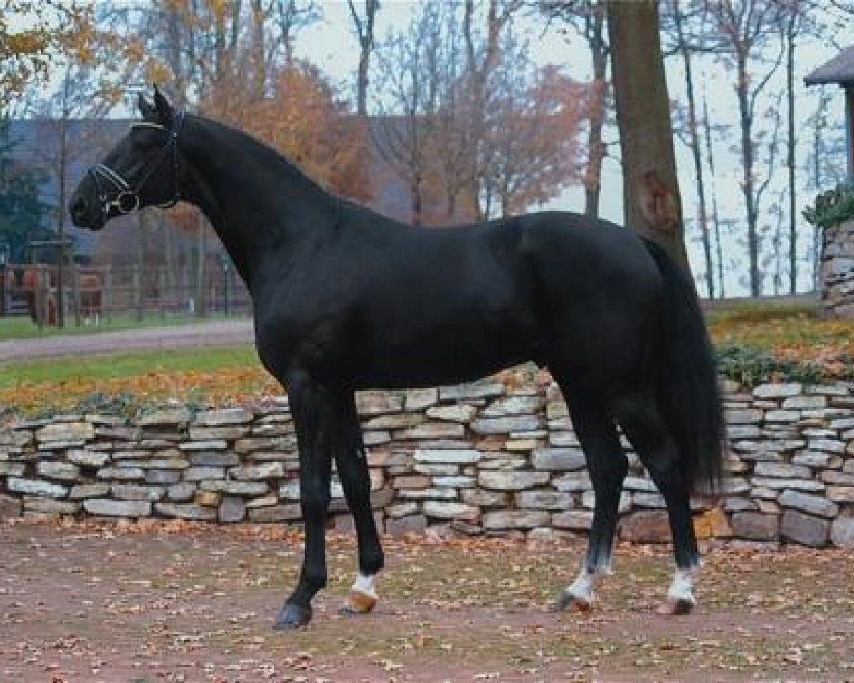 dressage horse Hoftanz (Hanoverian, 2004, from His Highness)