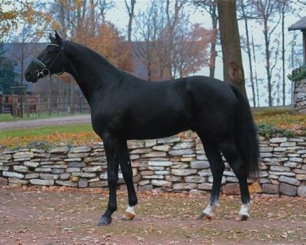 horse Hoftanz (Hanoverian, 2004, from His Highness)
