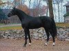 horse Hoftanz (Hanoverian, 2004, from His Highness)