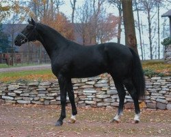 dressage horse Hoftanz (Hanoverian, 2004, from His Highness)