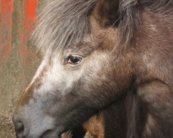 Pferd Chaja (Dt.Part-bred Shetland Pony, 2002, von Admiral)