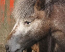 horse Chaja (Dt.Part-bred Shetland pony, 2002, from Admiral)