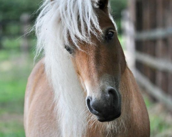 horse Rocco (Dt.Part-bred Shetland pony, 2006, from Ramiro)