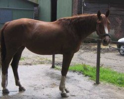 broodmare Dorina (Saxony-Anhaltiner, 1996, from Dedo)