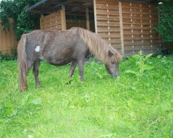 Zuchtstute Indy (Shetland Pony, 1998, von Jahn)