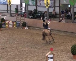 jumper Attila (German Riding Pony, 1995, from Aratoss)