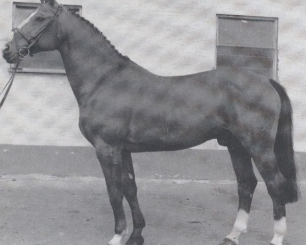 stallion Almspatz (Hanoverian, 1977, from Almé)