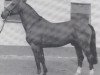 stallion Almspatz (Hanoverian, 1977, from Almé)