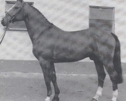 stallion Almspatz (Hanoverian, 1977, from Alme)