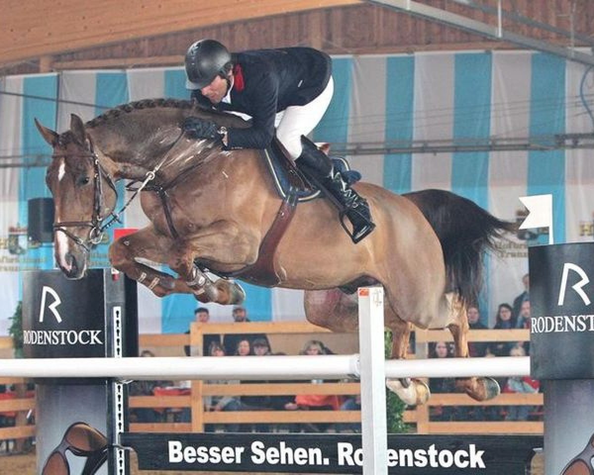 stallion Cartouche van het Zorgvliet (Belgian Warmblood, 2002, from Baloubet du Rouet)