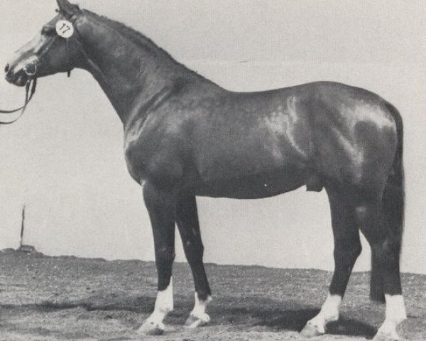 stallion Maraschino (Westphalian, 1984, from Milan)