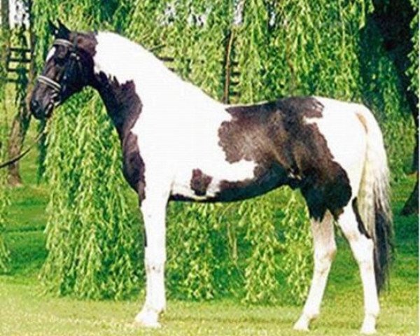 stallion Art Deco (Dutch Warmblood, 1983, from Samber)