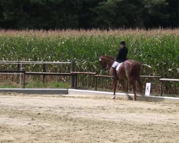 dressage horse Willmore (Hanoverian, 1996, from Walt Disney I)