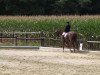 dressage horse Willmore (Hanoverian, 1996, from Walt Disney I)