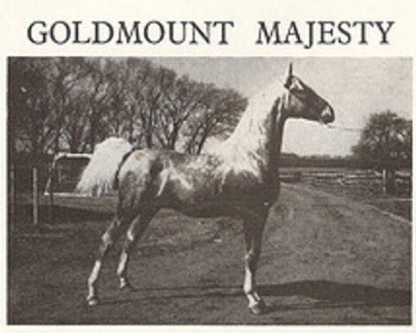 stallion Goldmount Majesty (American Saddlebred Horse, 1963, from Stonewall Sensation)