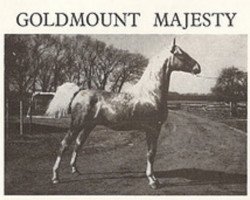 stallion Goldmount Majesty (American Saddlebred Horse, 1963, from Stonewall Sensation)