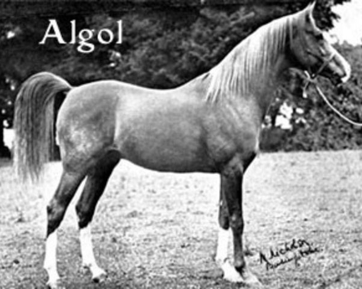 stallion Algol ox (Arabian purebred, 1928, from Aldebaran ox)