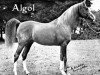 stallion Algol ox (Arabian thoroughbred, 1928, from Aldebaran ox)
