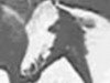 Zuchtstute Namilla EAO (Vollblutaraber, 1937, von Algol ox)