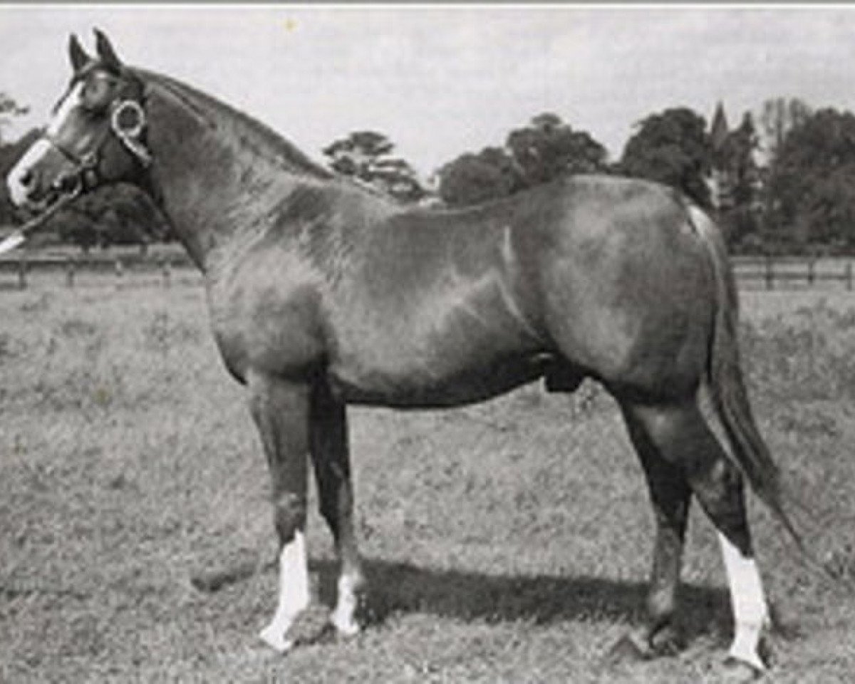 Deckhengst Mikeno 1949 ox (Vollblutaraber, 1949, von Rissalix EAO)