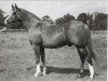 stallion Mikeno 1949 ox (Arabian thoroughbred, 1949, from Rissalix EAO)
