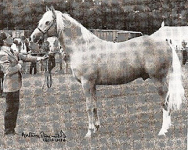 Deckhengst Zalaman (Arabisches Halbblut / Partbred, 1977, von Manzala ox)