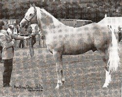 stallion Zalaman (Arab half breed / Partbred, 1977, from Manzala ox)