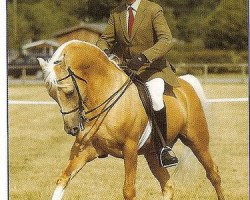 stallion Kennox Zalsun (Palomino, 1990, from Zalaman)