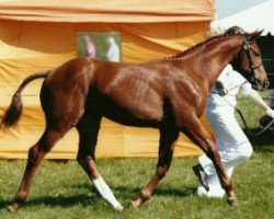 dressage horse Rubin (German Warmblood, 2009, from Top Champy)