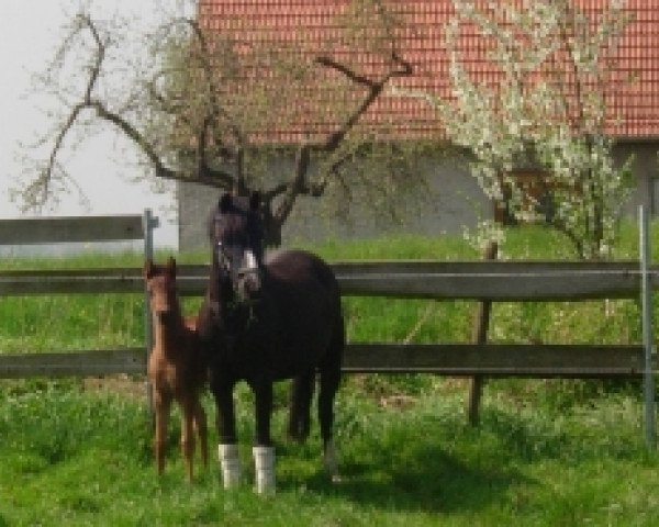 broodmare Fee-Lucia (German Riding Pony, 1993, from Narvik)