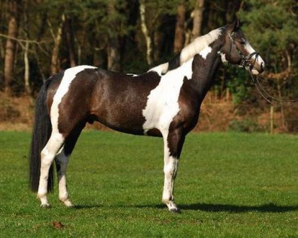 stallion Aragon S (Pinto / Hunter, 2003, from Artifact)