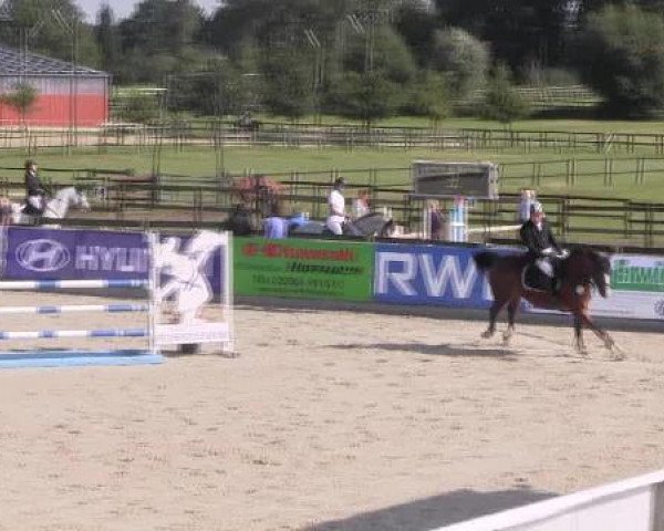 jumper Frederik 108 (Belgian Warmblood, 2005, from Perhaps van het Molenvondel)