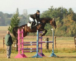 Springpferd Melkor (Polnisches Warmblut, 2006, von Quamiro)