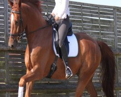 dressage horse Filius Ludwig (Rheinländer, 2007, from Feiner Ludwig)