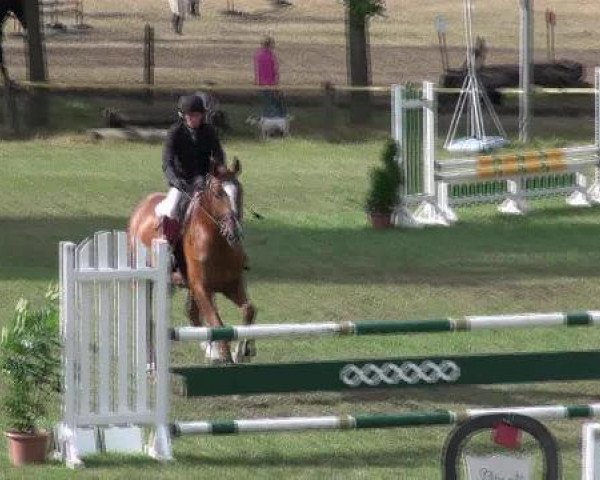 jumper Lasceur (Hanoverian, 2007, from Lissabon 29)