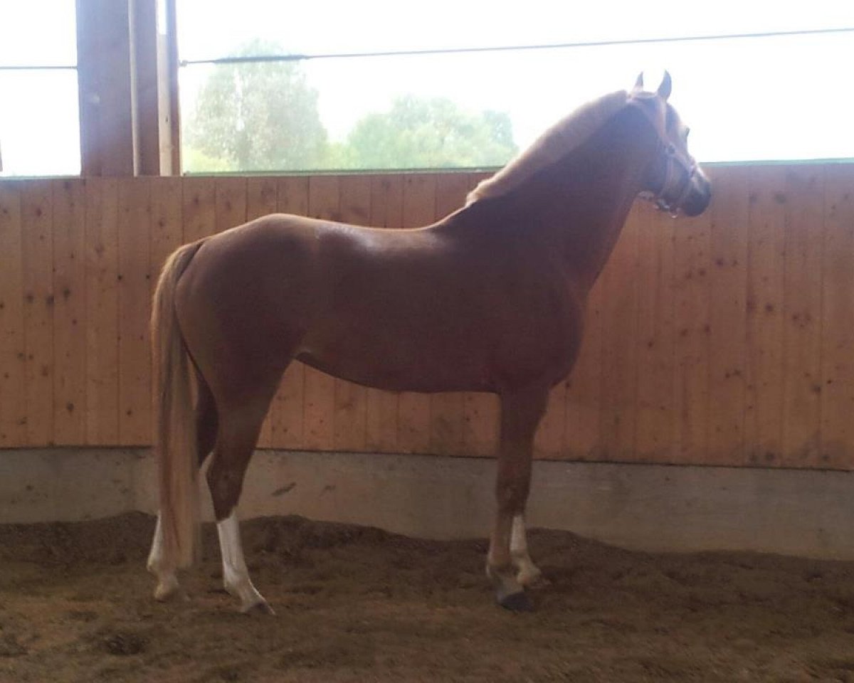 horse De Estrella del Mare (German Riding Pony, 2006, from Andexer)