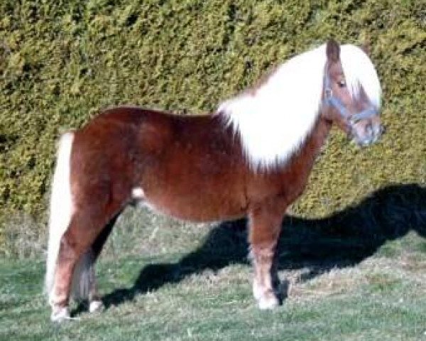 Deckhengst Wendelin v. Uda (Shetland Pony, 1988, von Wouter van Veldzicht)