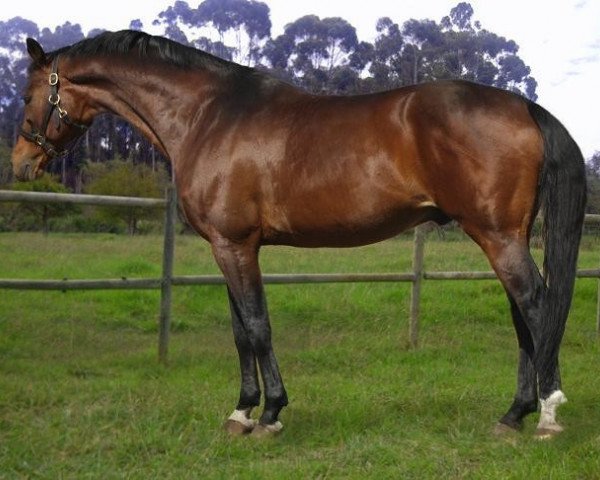 stallion Westernhagen (Hanoverian, 1998, from Weltmeyer)