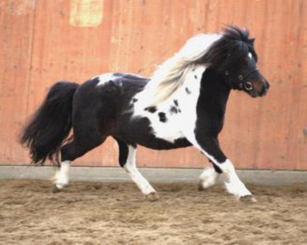 stallion Vitus von der Ostsee (Shetland Pony, 2000, from Vino vom Silbersee)
