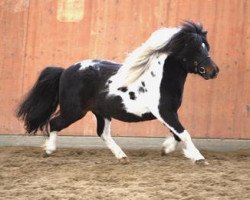 Deckhengst Vitus von der Ostsee (Shetland Pony, 2000, von Vino vom Silbersee)