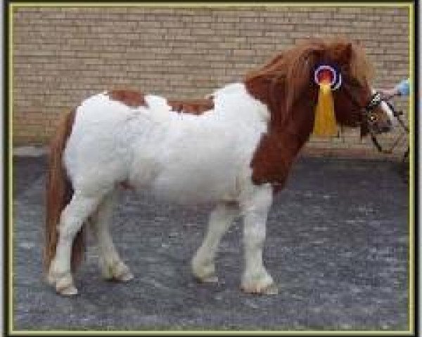 stallion Luke von Uda (Shetland Pony, 2001, from Lamberto v. Uda)