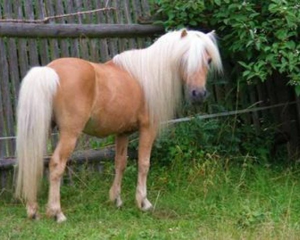 Deckhengst Fez (Shetland Pony, 1988, von Fidelio)