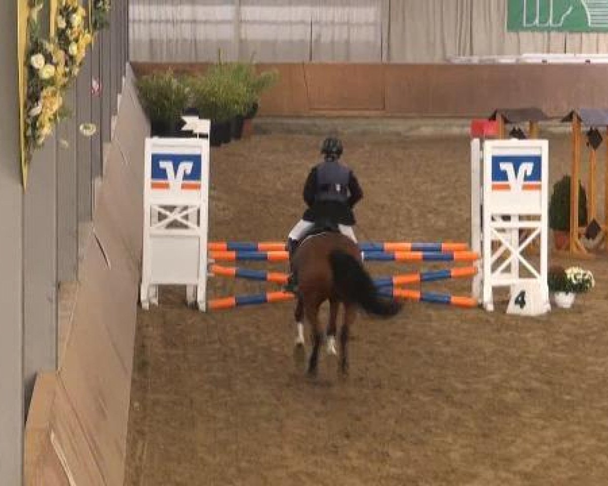 dressage horse Mary-Lou 51 (German Riding Pony, 2003, from Medoc)